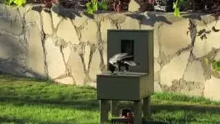 Crow uses a vending machine #3  “Crow box” “Crowkit.com"