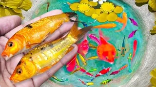 Wow !! Tangkap ikan hias warna-warni, ikan koi, ikan mas koki, ikan gurami, ikan komet, ikan cupang