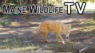 Huge Black Bear | Coyote | Whitetail Deer | Buck | Turkey | Maine Wildlife Trail Video |  9.18.2021