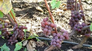 Будущее вино, виноград Лидия