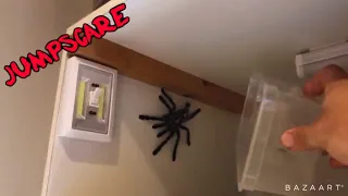 Spider JUMPSCARE | Try Not To SCREAM!