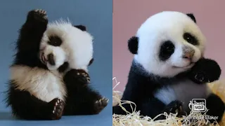 Aww 💗 Funny And Cute Panda Compilation 💗 - Cute Animals Video #10