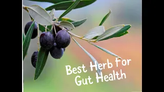 Best Herb For Gut Health