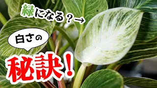 もう悩まないで！あの観葉植物を白くする方法♪【フィロデンドロン・バーキン】