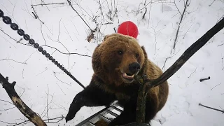 Медведь лезет за человеком на дерево