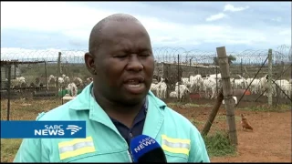 N Cape farmers bemoan increase in stock theft