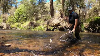 A Morning Fly Fishing Nymph Below Dry and Euro Nymphing | Ovens River | Victoria, Australia