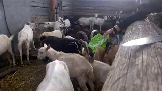 козы едят капусту