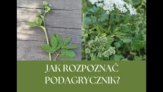 Na co pomaga podagrycznik i jak wygląda