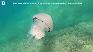Giant Barrel jellyfish - Polmone di mare gigante - Rhizostoma pulmo - www.intotheblue.it