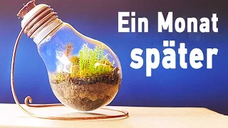 Ewiges Terrarium ein Monat später