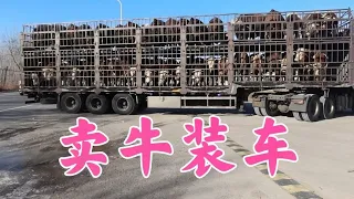 1600多斤大肥牛出栏，双双江南分开两家装车，一共85头全部拉走