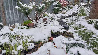 Прогулянка моїм засніженим квітничком❄️🌨