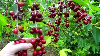 Make a Cup of Coffee Starting From Scratch | Coffea arabica | Video