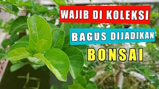 WAJIB DI KOLEKSI 35 Jenis Tanaman Yang Bisa Dijadikan Pohon Bonsai