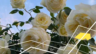 Ельфе (Elfe)  - квітне кремово-жовто-зеленкувата витка троянда з великою махровою квіткою