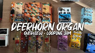 Deerhorn Organ: Overview and Looping Jam