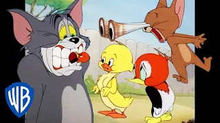 Tom y Jerry en Latino | Reino animal | WB Kids