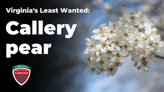 Virginia's Least Wanted: Callery Pear