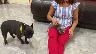 Introducing your new puppy to your existing pet.