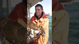Helping a HUGE Maine Lobster!