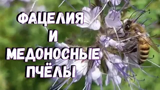 Фацелия и медоносные пчёлы