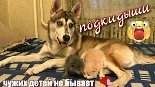 ПОДБРОСИЛИ КОТЯТ. ЧУЖИХ ДЕТЕЙ НЕ БЫВАЕТ.