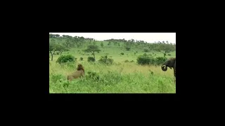 Lion attacks Elephant #shorts