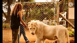 девочка Мия и белый лев