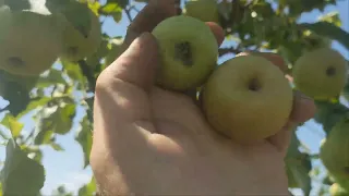 Серпневе  прорідження плодів.