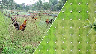 How They Breed Thousands of Roosters in Massive Poultry Farm