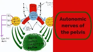 Autonomic Nerves of the Pelvis