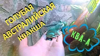 Голубая австралийская квакша. Pelodryas (Litoria) caerulea