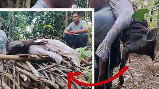 el chupacabras REAL capturado en tailandia