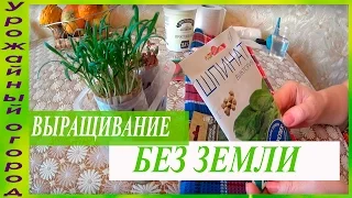 ВЫРАЩИВАНИЕ РАССАДЫ ШПИНАТА И СВЕКЛЫ БЕЗ ЗЕМЛИ!