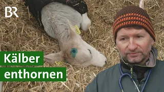 Rinder ohne Hörner: Wie geht Kälber enthornen? | Unser Land | BR