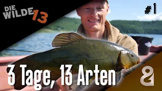 13 Fischarten in 3 Tagen! DIE WILDE 13, Folge 1