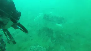 20190527 Destin, Florida East Jetty Sea Turtle