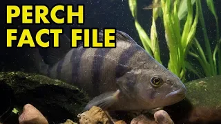 Perch: : Fact File (British Wildlife Facts)