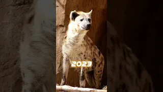 2023 Hyena vs 5000 BCE Hyena #shorts #viral