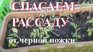 ЧЕРНОЙ НОЖКИ не будет на рассаде. Болезни рассады.