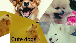 1 minutes of the world's cutest puppies 🐶💕   | funny husky moans for scratches best dogs  video 2023