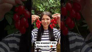 Польовий томат чері «сливка» Дольчесіо від ESASEM 🇮🇹