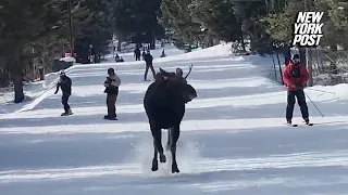 WATCH: Thrilling Ski Chase with Wild Moose on Slope