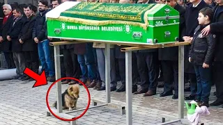 The Dog Attended His Owners Funeral, And What He Did Next Left Everyone In Tears