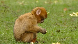 Monkey world / Обезьяний мир