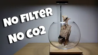 How to Aquascape: 7L No Filter No CO2 Fish Bowl