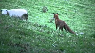 Wild Scottish Fox: looking for breakfast in a sheep pasture.