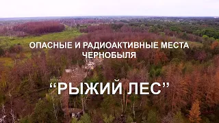 RED FOREST. THE MOST RADIOACTIVE PLACE IN CHERNOBYL.