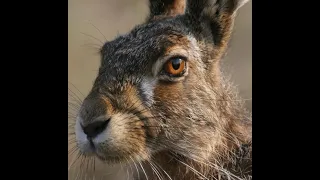 Охота на зайца. Два удачных дня. Hunting for hares